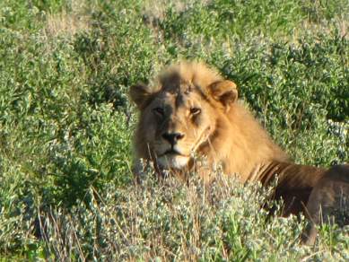 Lion waiting Etosha NP