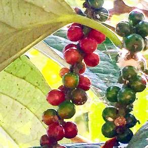Pepper Harvest in Kerala India