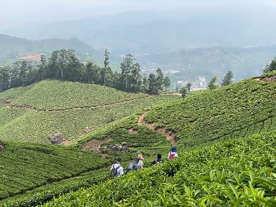 walking in the Munnar tea plantations Kerala India