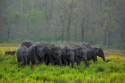 Elephants in Thekkady Kerala India