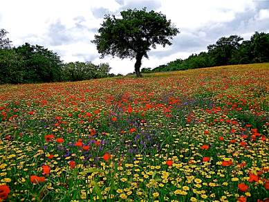 Spring flowers Sardinia