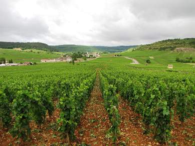 Famous Burgundy vineyards