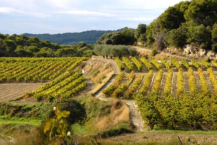 Vineyards near Vaison Drome France