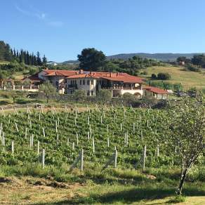 Vineyard Selçuk Turkey