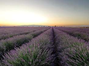 Plateau De Valensole